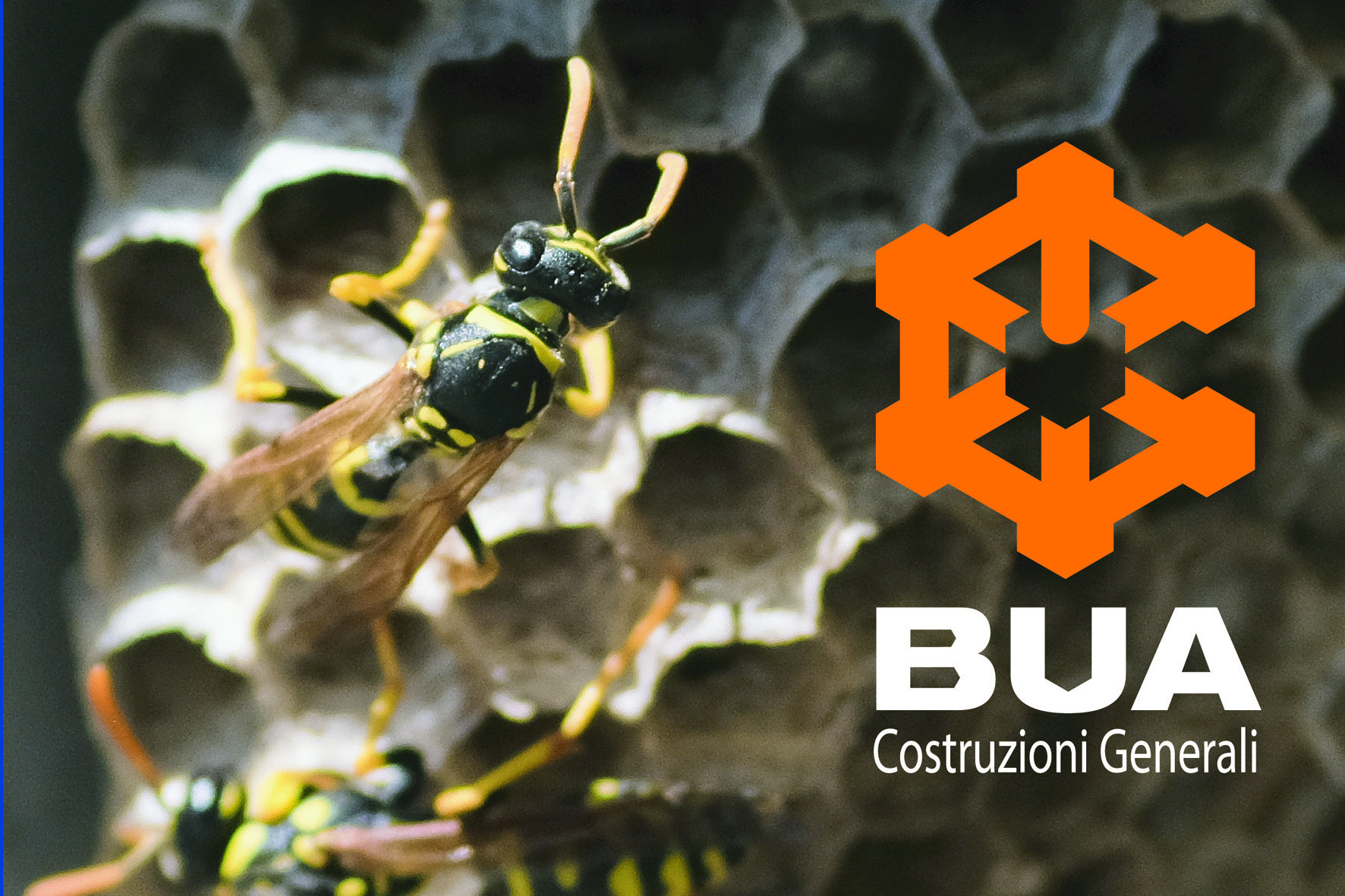 L'ape, il cubo di Metatron e l'arte di costruire l'esagono.