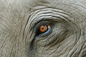 elefante-Pirro-malevento