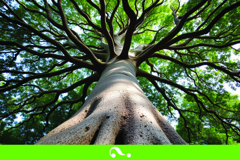 Kauri